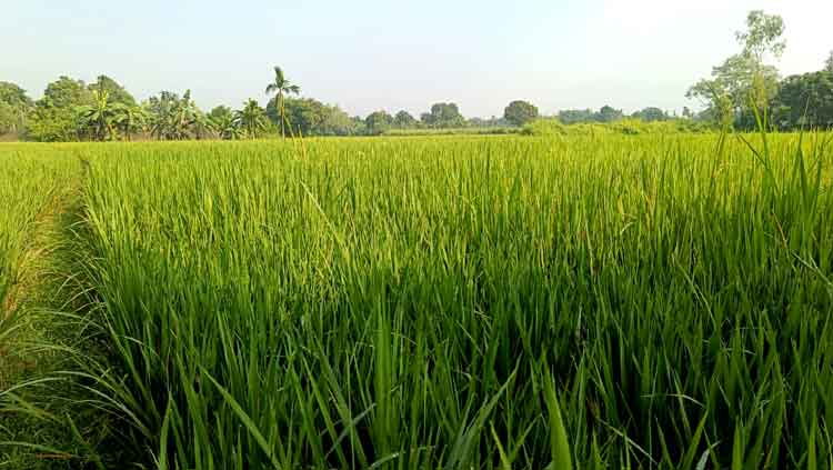 পাকুন্দিয়ায় আমন মাঠে সবুজের সমারোহ, ভালো ফলনের আশা কৃষকের