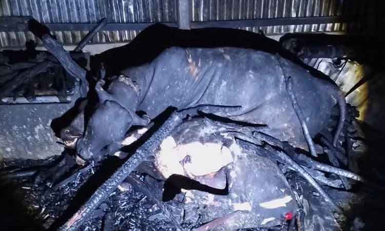 কটিয়াদীতে দুই গরুসহ গোয়ালঘর-রান্নাঘর আগুনে পুড়ে ছাই