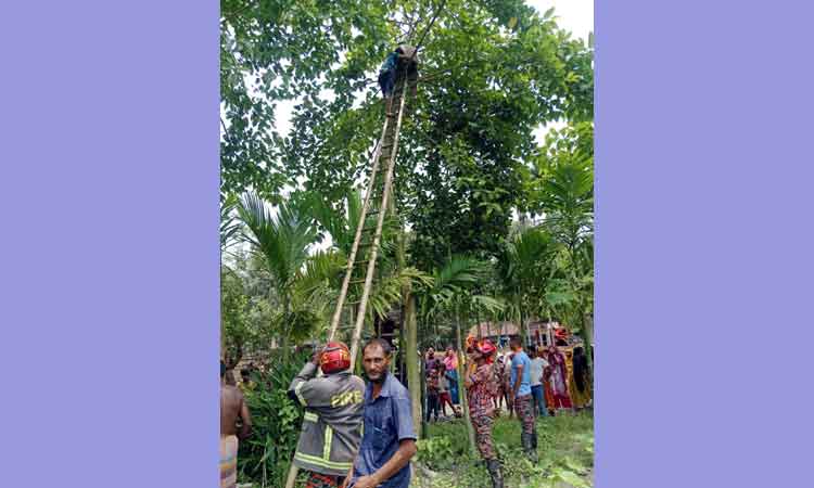 পর্তুগালের পতাকা টাঙাতে গিয়ে গাছেই অজ্ঞান যুবক, উদ্ধার করলো ফায়ার সার্ভিস