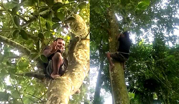 কটিয়াদীতে ৩০ বছর ধরে গাছ ছাঁটাই করে সংসার চালাচ্ছেন প্রতিবন্ধী কামাল