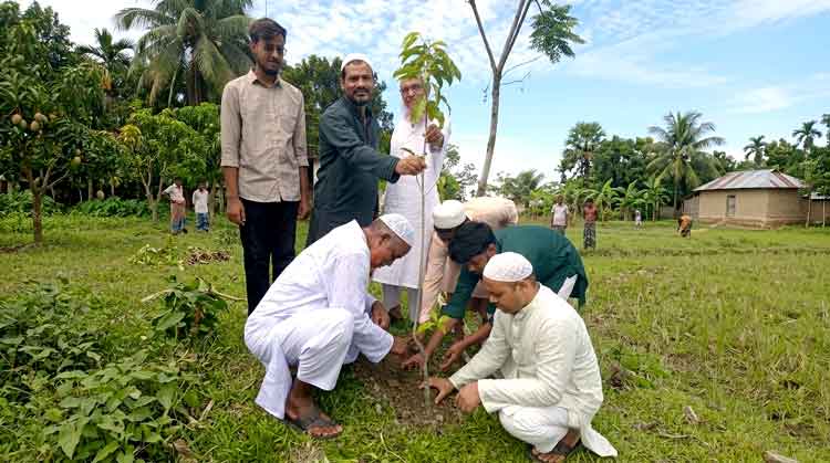 কিশোরগঞ্জের হাওরপল্লীতে দেবদারু ও বকুল
