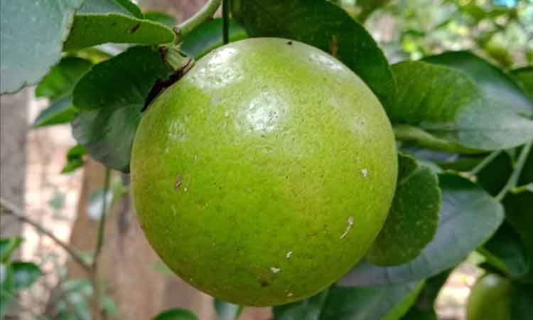 স্বাদে সেরা শরবতি লেবু