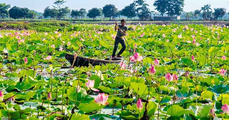 ‘কাইনহা বিল’ জুড়ে সৌন্দর্যময় পদ্মফুল